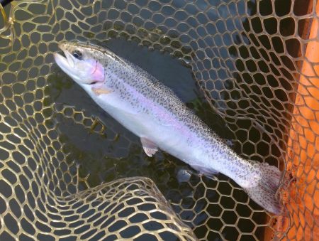 大安トラウトレイク 釣果